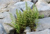 Brittle Bladder-Fern - Cystopteris fragilis (L.) Bernh.