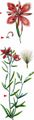 Alpine Fireweed - Epilobium fleischeri Hochst.