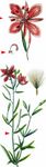 Kies-Weidenröschen - Epilobium fleischeri Hochst. 