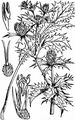 Field Eryngo - Eryngium campestre L.