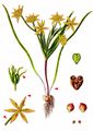 Field Star-Of-Bethlehem - Gagea villosa (M. Bieb.) Sweet