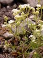 Bedstraw - Galium anisophyllon Vill.