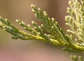 Juniperus sabina (Stink-Wacholder) - schuppenförmige, den Zweig bedeckende Blätter