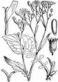 Gewöhnlicher Rainkohl - Lapsana communis L.