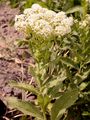Hoary Cress - Lepidium draba L.