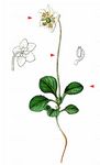 Einblütiges Wintergrün - Moneses uniflora (L.) A. Gray 