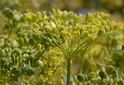 Gemüse-Pastinak - Pastinaca sativa L.