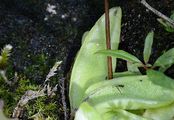 Gewöhnliches Fettkraut - Pinguicula vulgaris L.