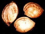Wild Plum - Prunus domestica L.