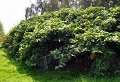 Giant Knotweed - Reynoutria sachalinensis (F. Schmidt) Nakai