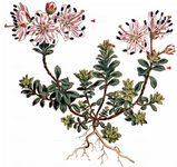 Zwerg-Alpenrose - Rhodothamnus chamaecistus (L.) Rchb. 