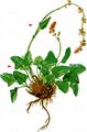 Snow Dock - Rumex nivalis Hegetschw.
