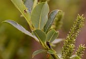 Kriech-Weide - Salix repens L.