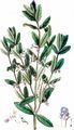 Water Germander - Teucrium scordium L.