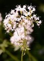 Schmalblättriger Arznei-Baldrian - Valeriana excelsa Poir.