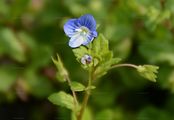 Green Field-Speedwell - Veronica agrestis L.