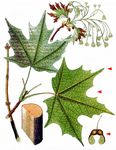 Silber-Ahorn - Acer saccharinum L. 
