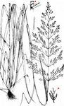 Riesen-Straußgras - Agrostis gigantea Roth 