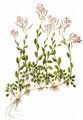 Wiesen-Schmalwand - Arabidopsis halleri (L.) O'Kane & Al-Shehbaz