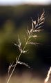 False Oat-Grass - Arrhenatherum elatius (L.) J. Presl & C. Presl