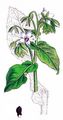 Borage - Borago officinalis L.