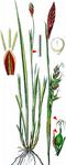 Wimper-Segge - Carex pilosa Scop. 