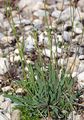Alpen-Knorpellattich - Chondrilla chondrilloides (Ard.) H. Karst.