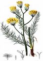 Felsen-Pippau - Crepis jacquinii Tausch