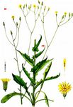 Schöner Pippau - Crepis pulchra L. 