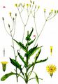 Small-Flowered Hawk's-Beard - Crepis pulchra L.