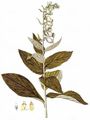 Großblütiger Fingerhut - Digitalis grandiflora Mill.