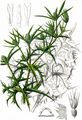Field Eryngo - Eryngium campestre L.