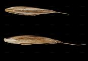 Noric Fescue - Festuca norica (Hack.) K. Richt.