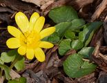 Lesser Celandine - Ficaria verna Huds.