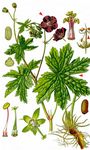 Blaßvioletter Brauner Storchschnabel - Geranium phaeum L. 