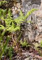 Ruprechtsfarn - Gymnocarpium robertianum (Hoffm.) Newman