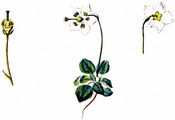 One-Flowered Wintergreen - Moneses uniflora (L.) A. Gray