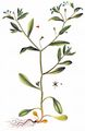 Diffuse Flowered Forget-Me-Not - Myosotis sparsiflora Pohl