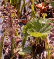 Butterbur - Petasites hybridus (L.) G. Gaertn. & al.