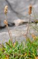Alpen-Wegerich - Plantago alpina L.
