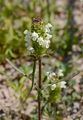 Weiße Braunelle - Prunella laciniata (L.) L.