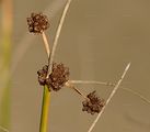 Gewöhnliche Kugelsimse - Scirpoides holoschoenus (L.) Soják