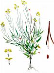 Orientalische Rauke - Sisymbrium orientale L. 