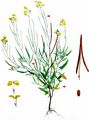 Eastern Rocket - Sisymbrium orientale L.
