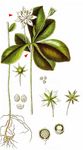 Europäischer Siebenstern - Trientalis europaea L. 