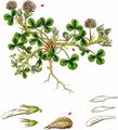 Reversed Clover - Trifolium resupinatum L.