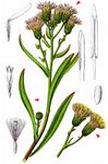 Strand-Aster - Tripolium pannonicum (Jacq.) Dobrocz. 