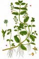 Bachbungen-Ehrenpreis - Veronica beccabunga L.
