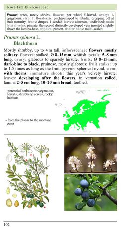 iFlora Plant Guides - Prunus spinosa