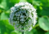 Knoblauch - Allium sativum L.